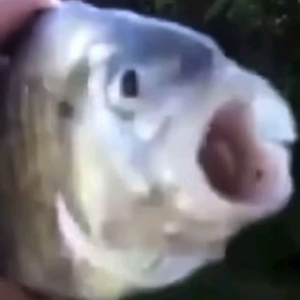 cropped-killer-fish.png